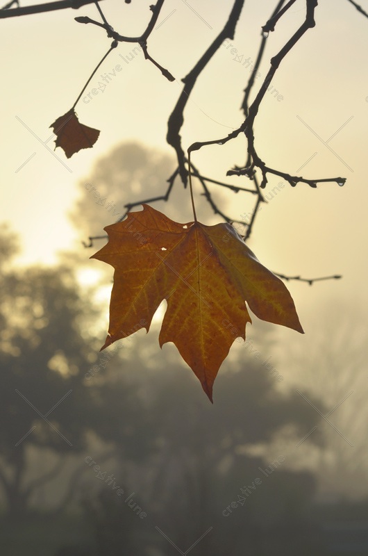 Lumière matinale sur une feuille de platane - photographie libre de droits à télécharger / Image d'un platane en automne • Creative Lune