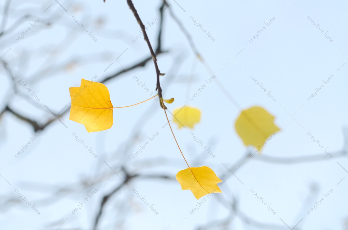 Creative Lune