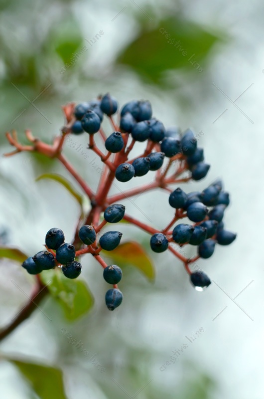 Flore hivernale : laurier-tin et ses petits fruits - image de plantes libre de droits à télécharger / Photo des petites baies d'un laurier