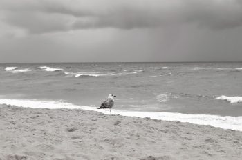 Goéland au bord de l'océan - image animalière libre de droits à télécharger / Photographie d'un goéland argenté sur une plage dégagée