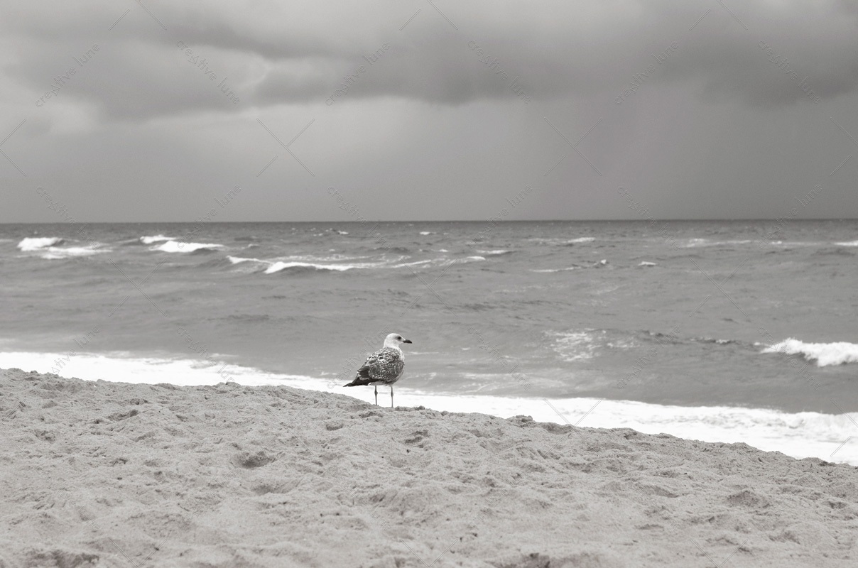 Goéland au bord de l'océan - image animalière libre de droits à télécharger / Photographie d'un goéland argenté sur une plage dégagée
