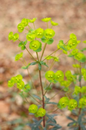 Euphorbe en sous-bois - photo Nature & Plantes sauvages • Creative Lune