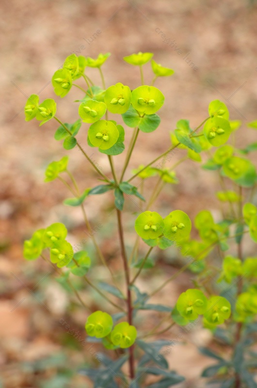 Euphorbe en sous-bois - photo Nature & Plantes sauvages • Creative Lune