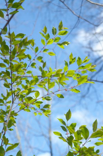 Forêt au printemps et feuillage délicat - photo Nature • Creative Lune