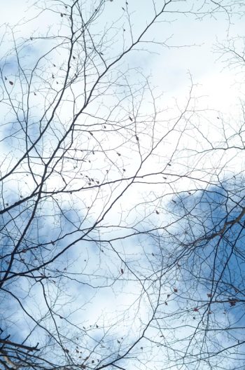 Nature en hiver et branches sur ciel bleu - image forestière libre de droits / Photo de branches nues de hêtre en hiver • Creative Lune