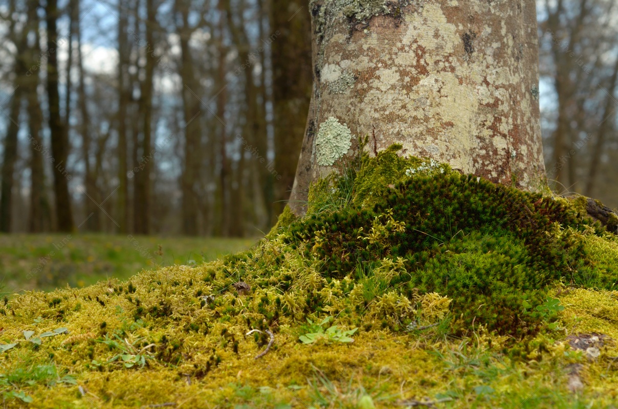 Tapis de mousse au pied d'un hêtre - image de nature libre de droits à télécharger / Photographie de sous-bois et variétés de mousse