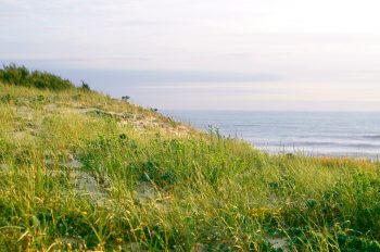 Dune recouverte de plantes au bord de l'océan - photographie paysage des Landes libre de droits | image HD à télécharger • Creative Lune