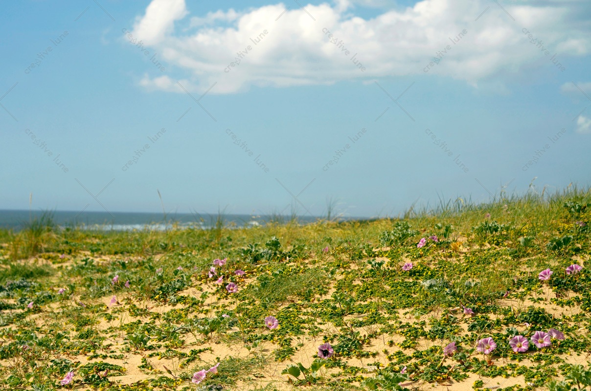 Dune fleurie au printemps - photo Landes & Sud-ouest • Creative Lune