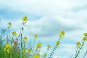 Fleurs de printemps : le Colza - photo nature & culture • Creative Lune