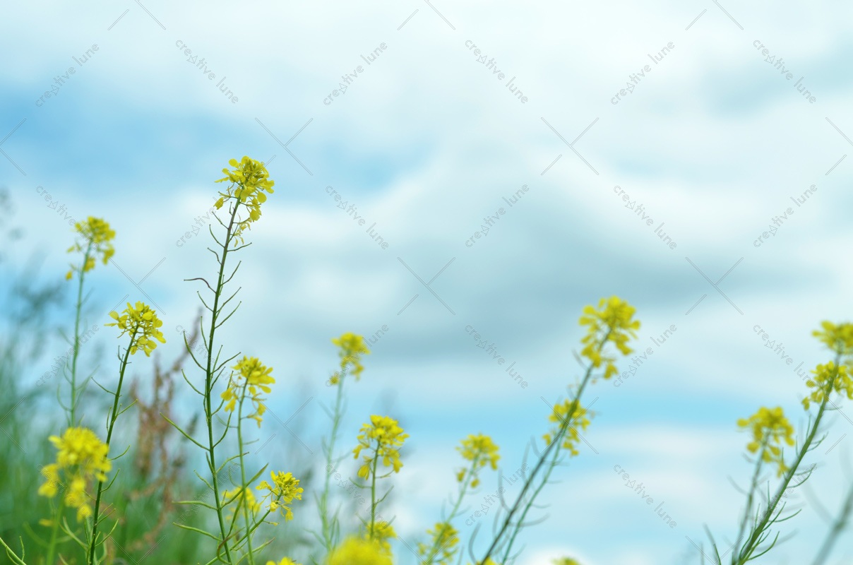 Fleurs de printemps : le Colza - photo nature & culture • Creative Lune