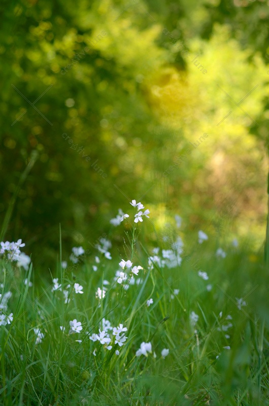 Nature et fleurs sauvages - photo Printemps à télécharger • Creative Lune