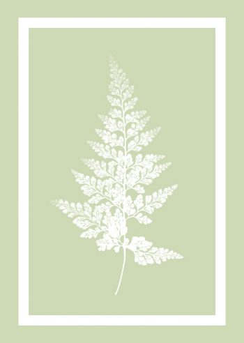 Carotte sauvage sur fond turquoise - affiche Nature • Creative Lune
