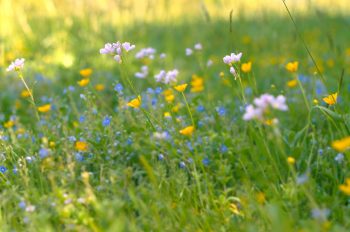 Nature et prairie fleurie - photo fleurs Gratuite • Creative Lune