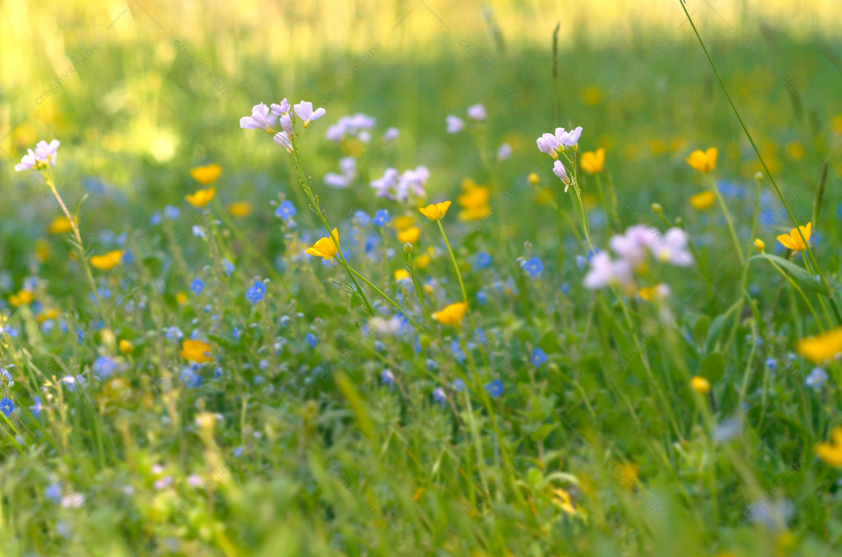 Nature et prairie fleurie - photo fleurs Gratuite • Creative Lune