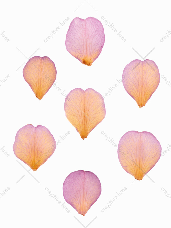 Herbier Camélia - image de pétales de fleur à télécharger • Creative Lune