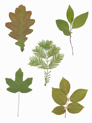Creative Lune • feuillages de printemps herbier