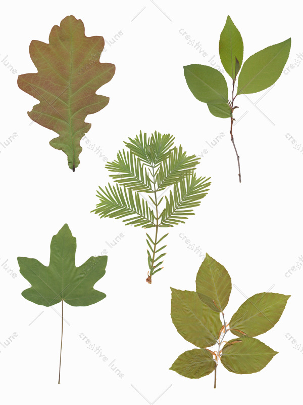 Creative Lune • feuillages de printemps herbier