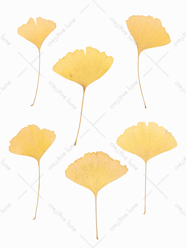 Herbier Ginkgo biloba - feuilles d'automne à imprimer • Creative Lune