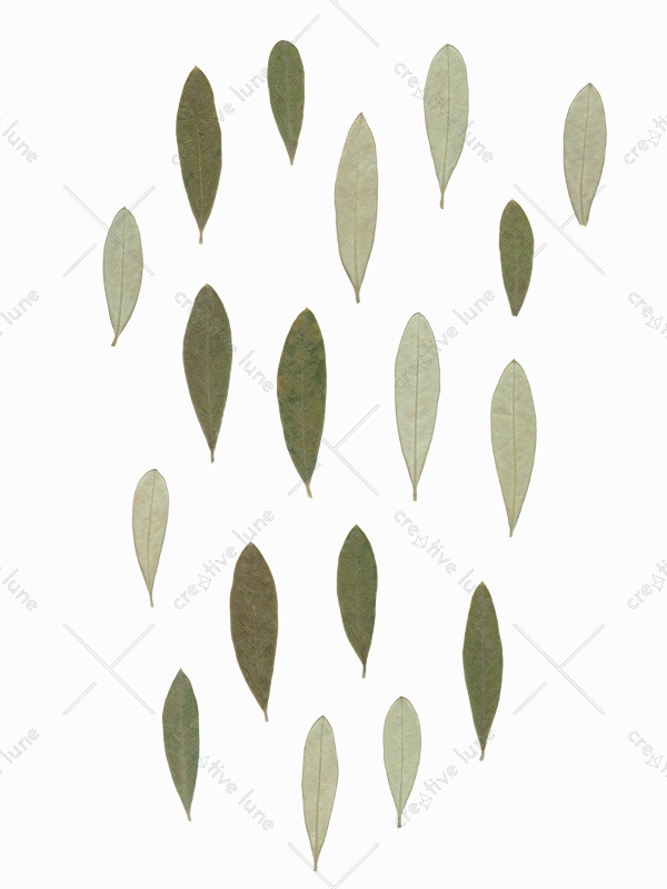 Herbier Olivier - feuilles d'olivier à télécharger • Creative Lune