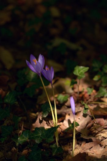 Creative Lune • photo crocus automne à télécharger