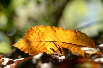 Feuille de châtaignier - photo Automne à télécharger • Creative Lune
