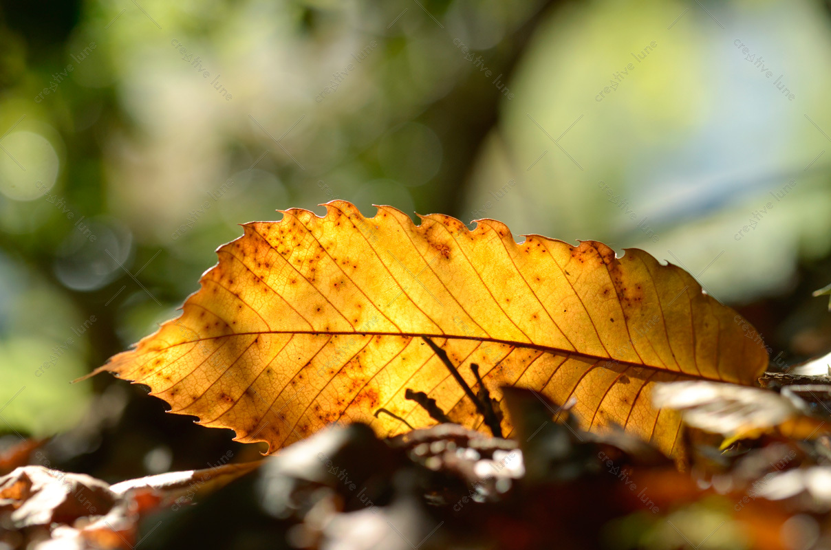 Feuille de châtaignier - photo Automne à télécharger • Creative Lune