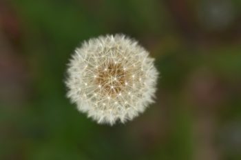 Fleur de pissenlit - photo de plante sauvage à télécharger • Creative Lune