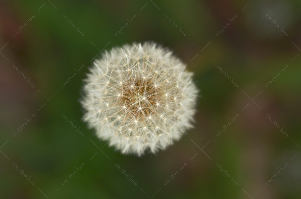 Fleur de pissenlit - photo de plante sauvage à télécharger • Creative Lune