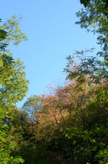 Forêt luxuriante et ciel bleu - photo nature à télécharger • Creative Lune