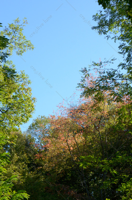 Forêt luxuriante et ciel bleu - photo nature à télécharger • Creative Lune