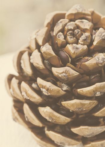 Creative Lune • carte postale pomme de pin à imprimer