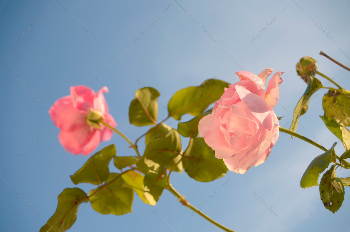 Creative Lune • photo de roses à télécharger