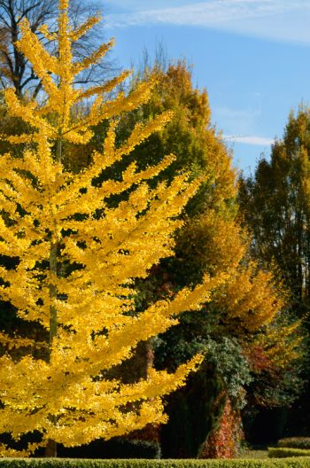 Creative Lune • photo ginkgo à télécharger