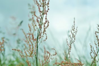 Creative Lune • photo plante sauvage