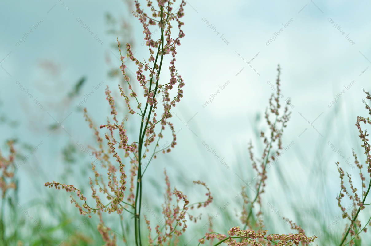Creative Lune • photo plante sauvage