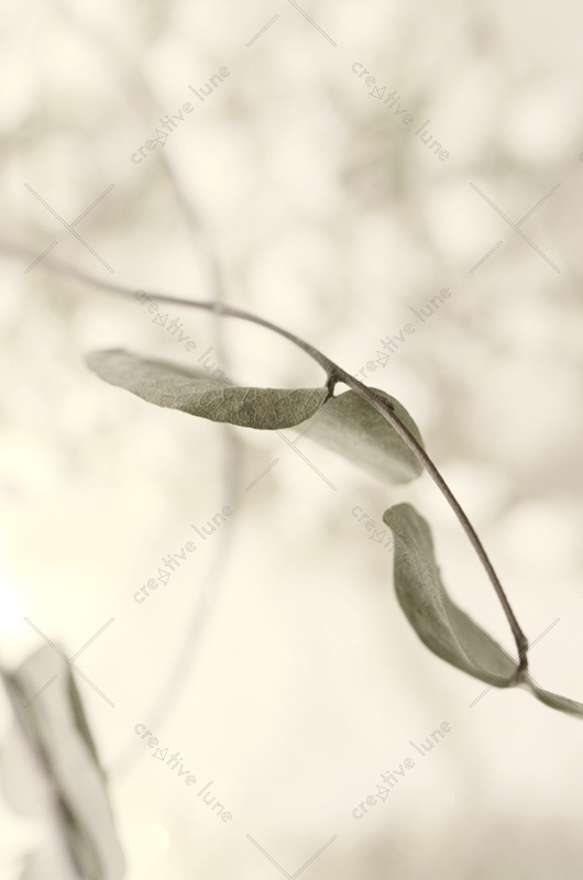 Creative Lune • photo végétal à télécharger