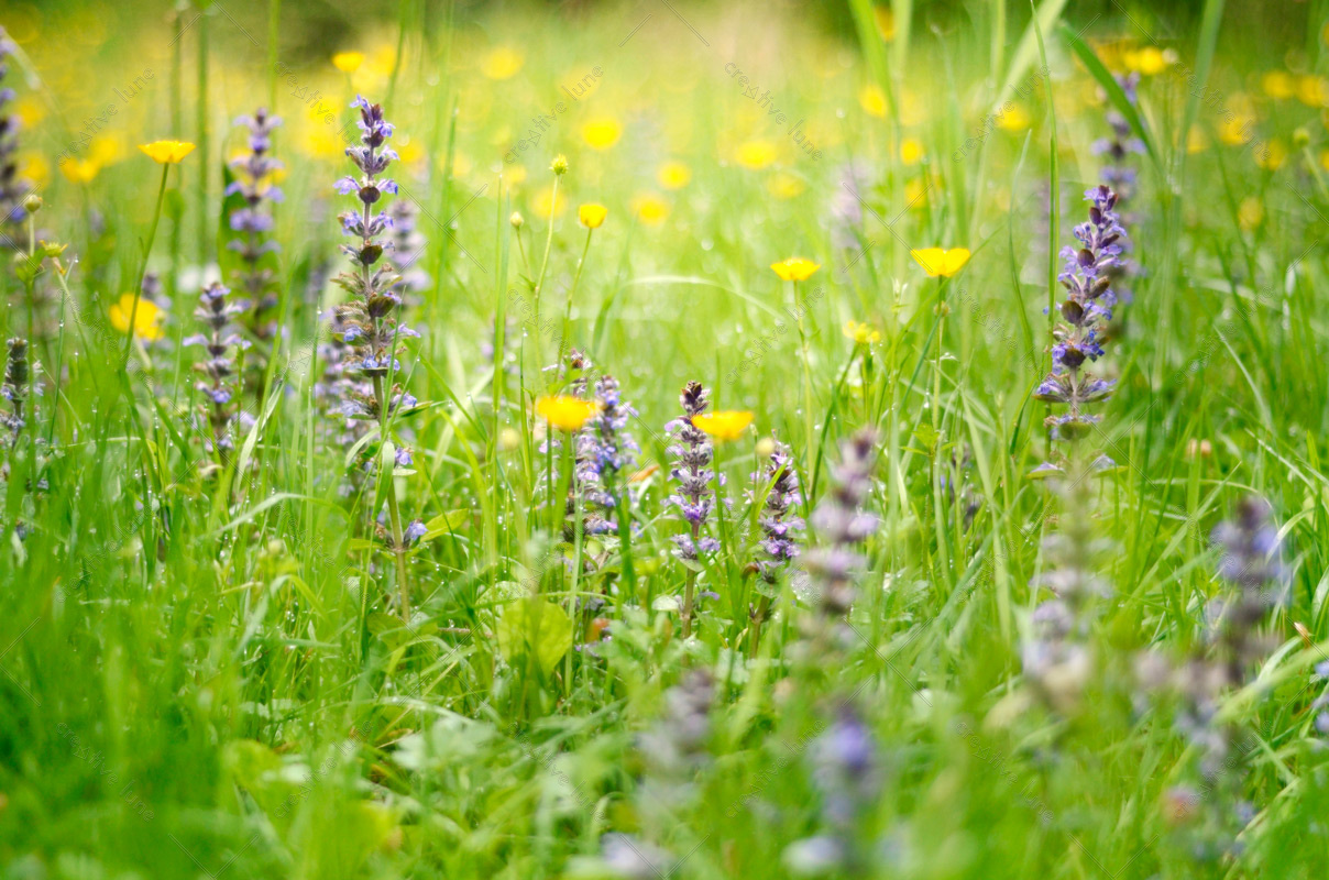 Prairie en fleurs au printemps - photo à télécharger • Creative Lune