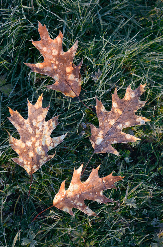Creative Lune • photo de feuilles d'automne à télécharger