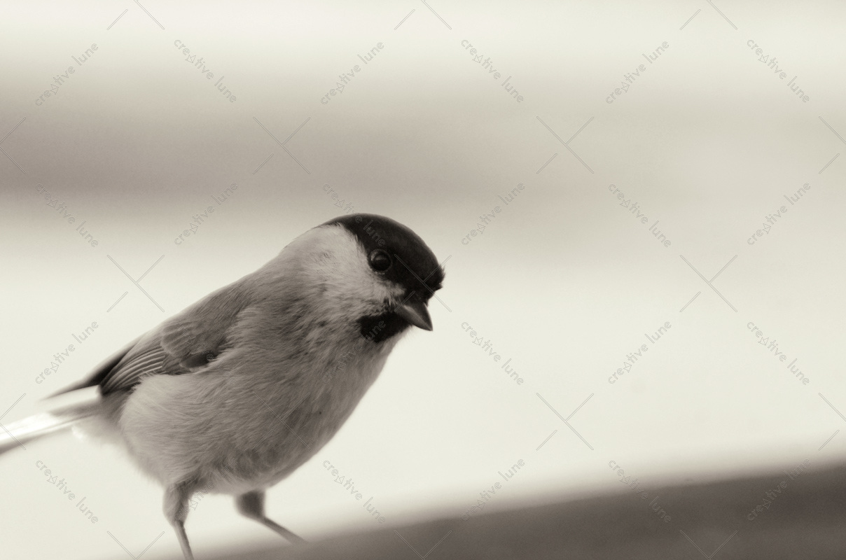 Creative Lune • photo mésange à télécharger