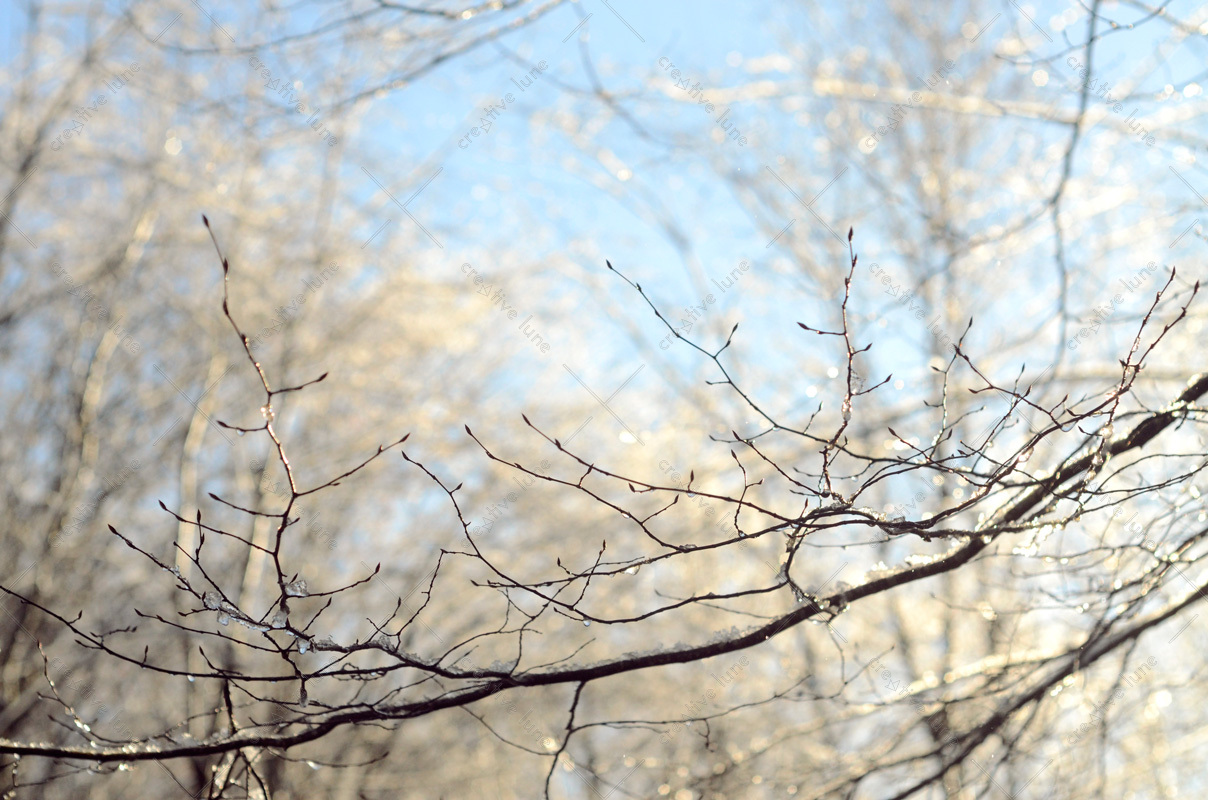 Creative Lune • photo Nature en hiver