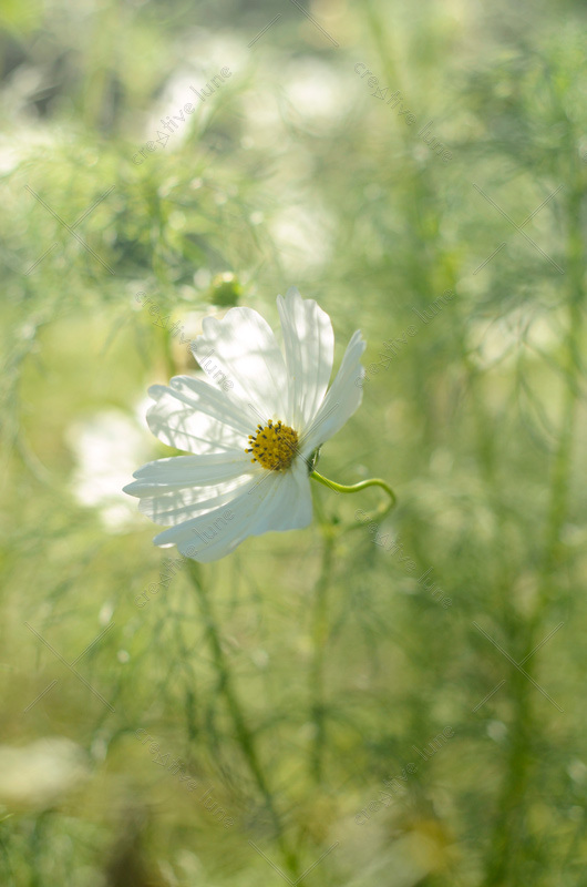 Fleur de Cosmos - photo de plante à télécharger • Creative Lune