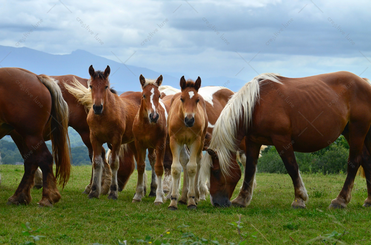 Poulains et chevaux - photo Campagne à télécharger • Creative Lune