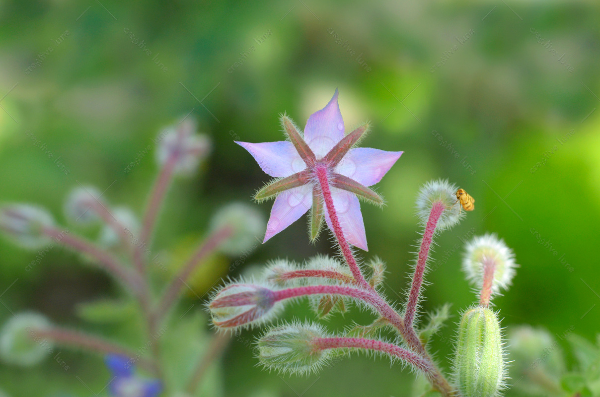 Fleur de Bourrache - photo nature à télécharger