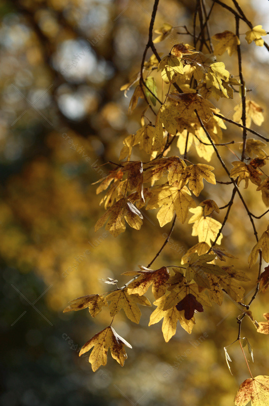 Érable champêtre - photo automne à télécharger • Creative Lune