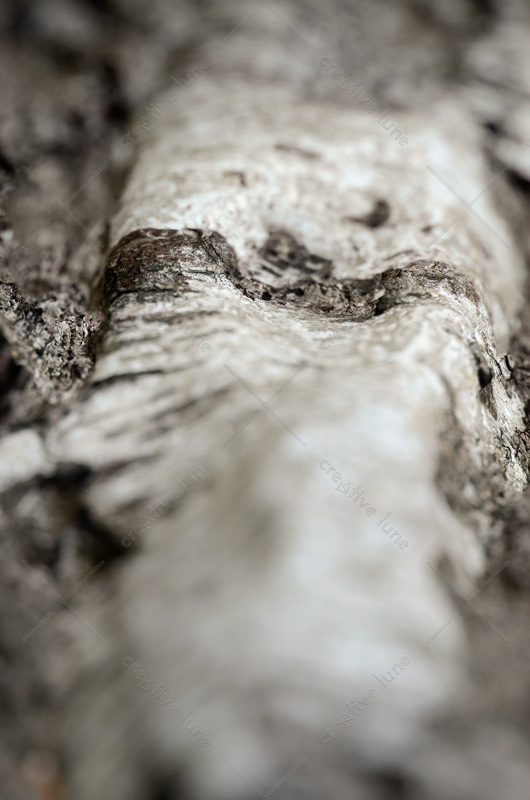 Écorce de Bouleau (gros plan) - photo forêt à télécharger • Creative Lune