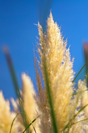 Herbe de la Pampa (détail 1) • Photo pro nature à télécharger • Creative Lune