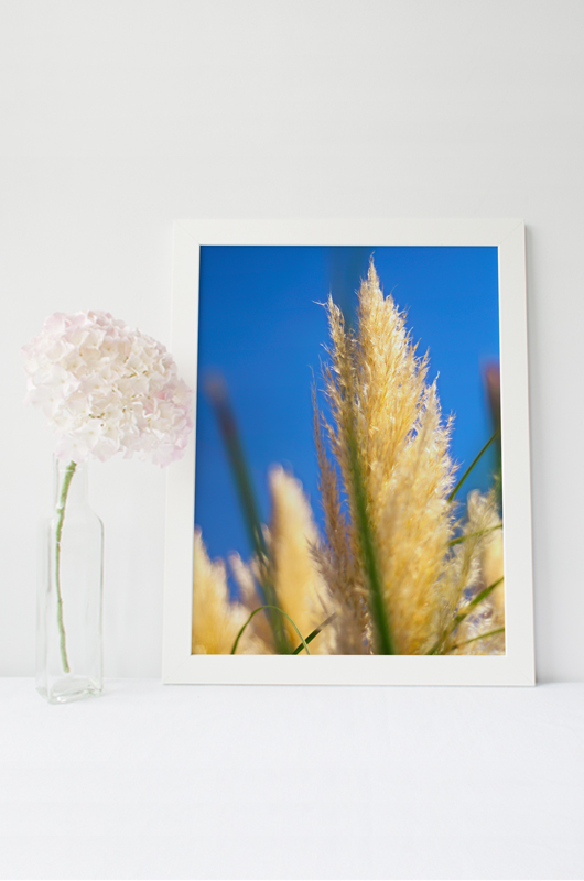 Herbe de la Pampa (détail), lot de 3 photographies – Image 2