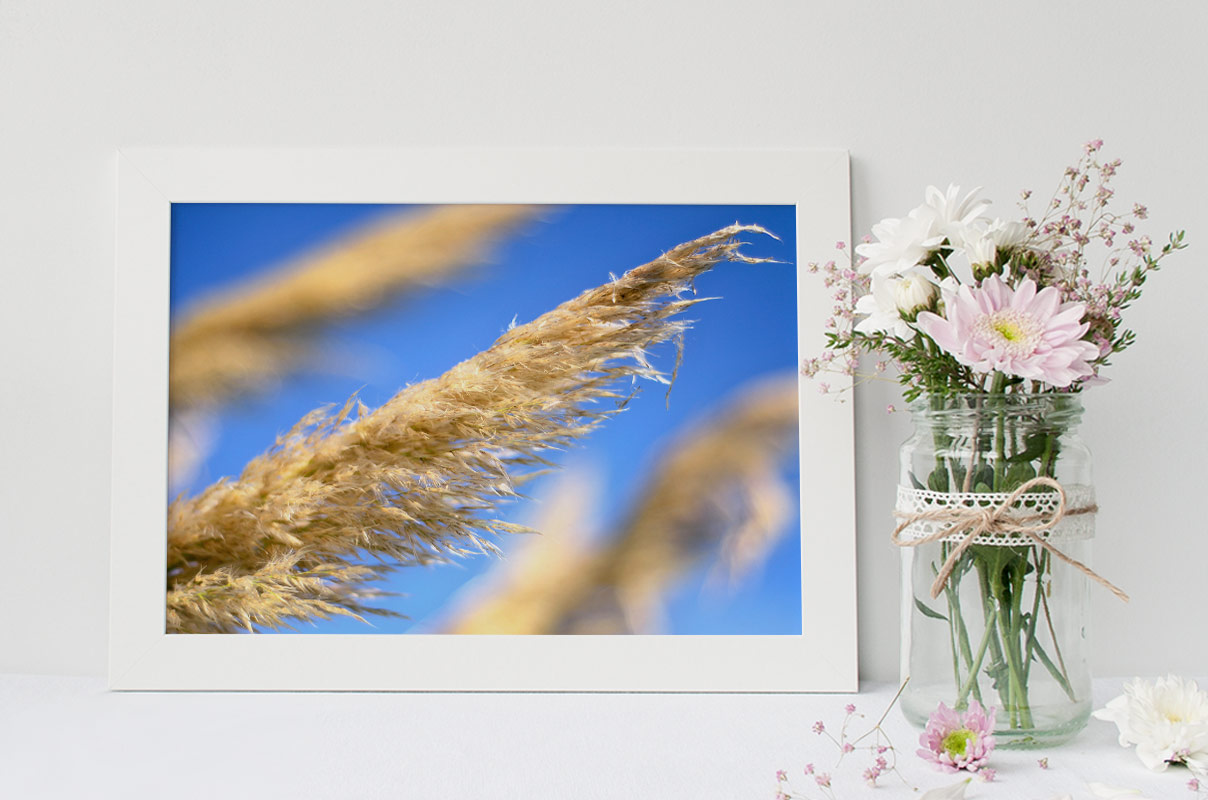 Herbe de la Pampa (détail), lot de 3 photographies – Image 5