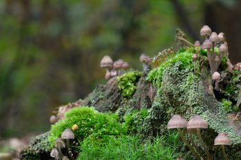 Biodiversité forestière - photo à télécharger • Creative Lune