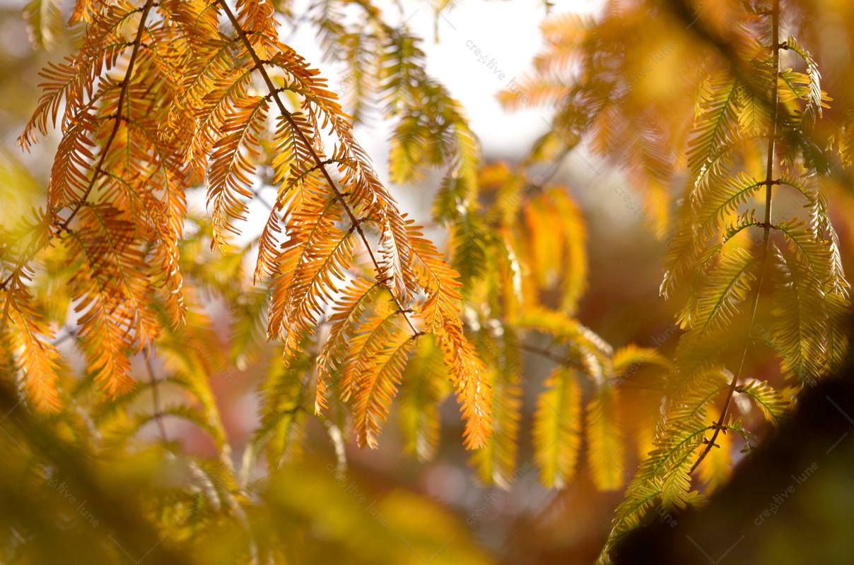Feuillage de conifère - photo automne • Creative Lune